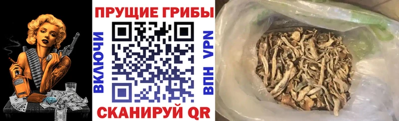 купить  сайты  Кинешма  KRAKEN маркетплейс  Псилоцибиновые грибы Cubensis 